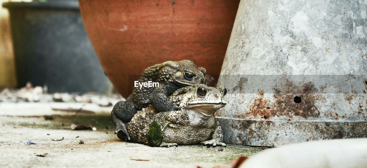 Close-up of frogs mating