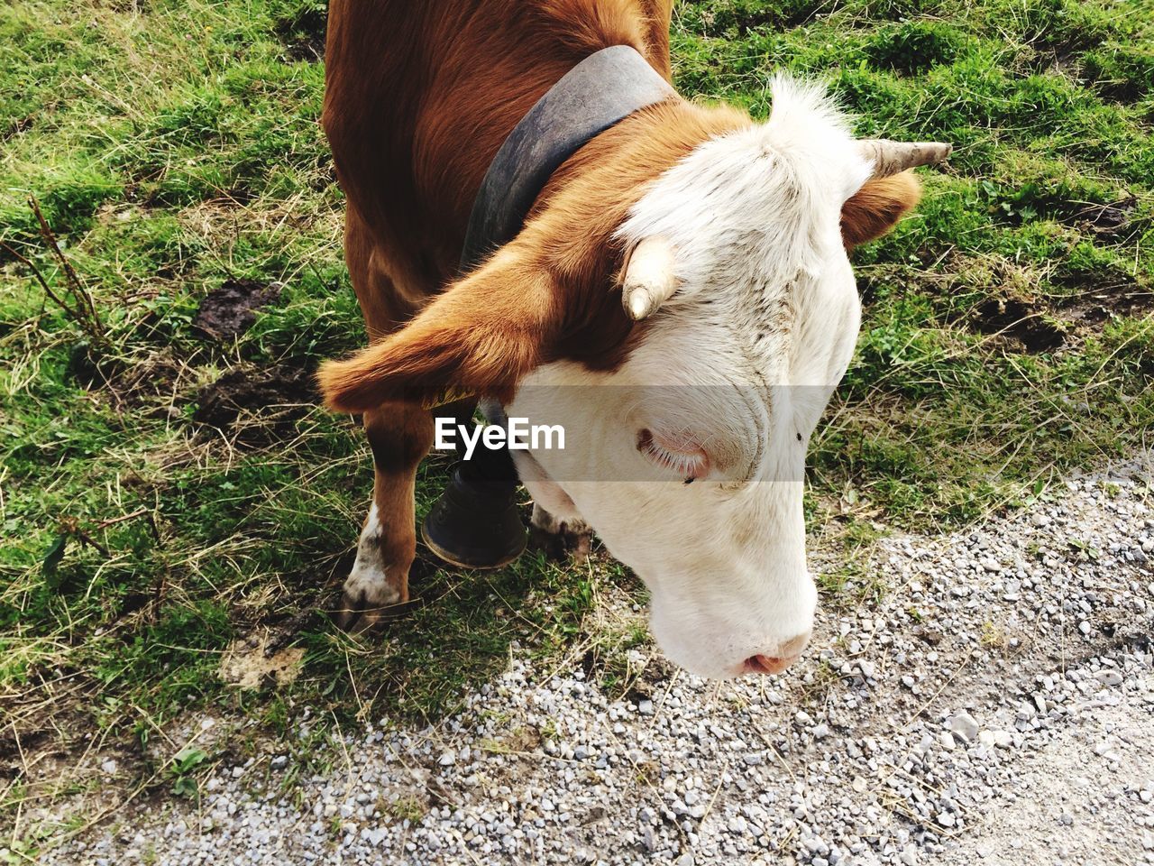 High angle view of cow on field