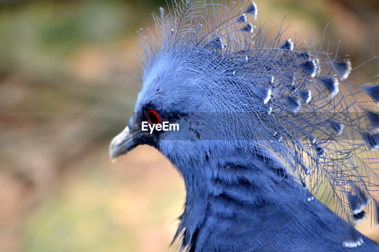 Close-up of bird