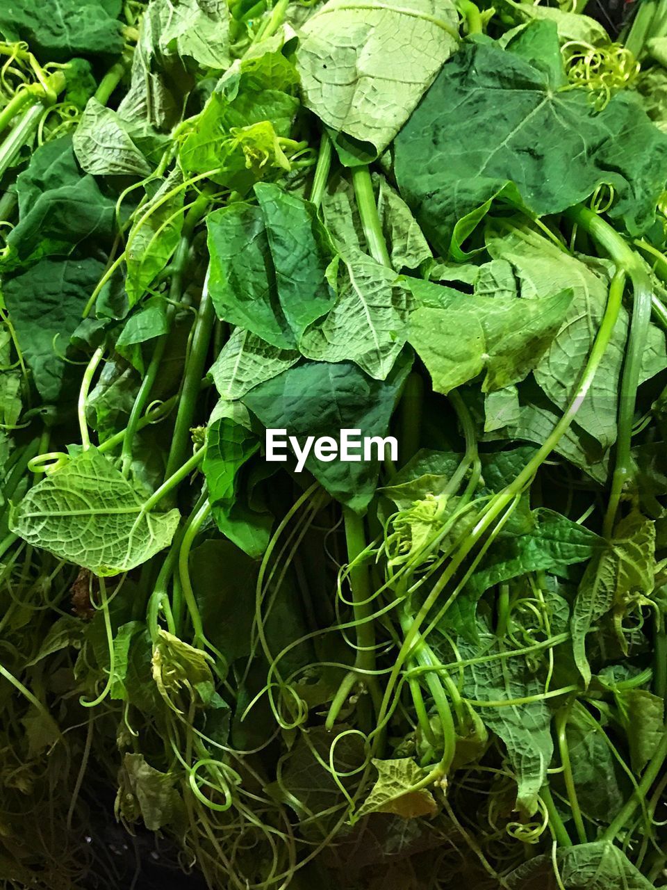 HIGH ANGLE VIEW OF FRESH GREEN LEAF IN FIELD