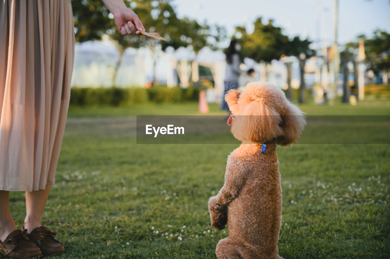 Close-up of dog on field