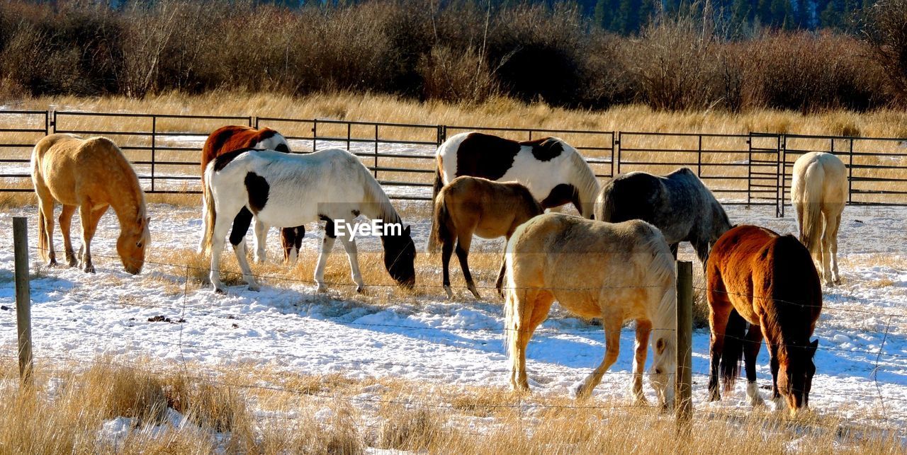 Horses grazing on field during winter