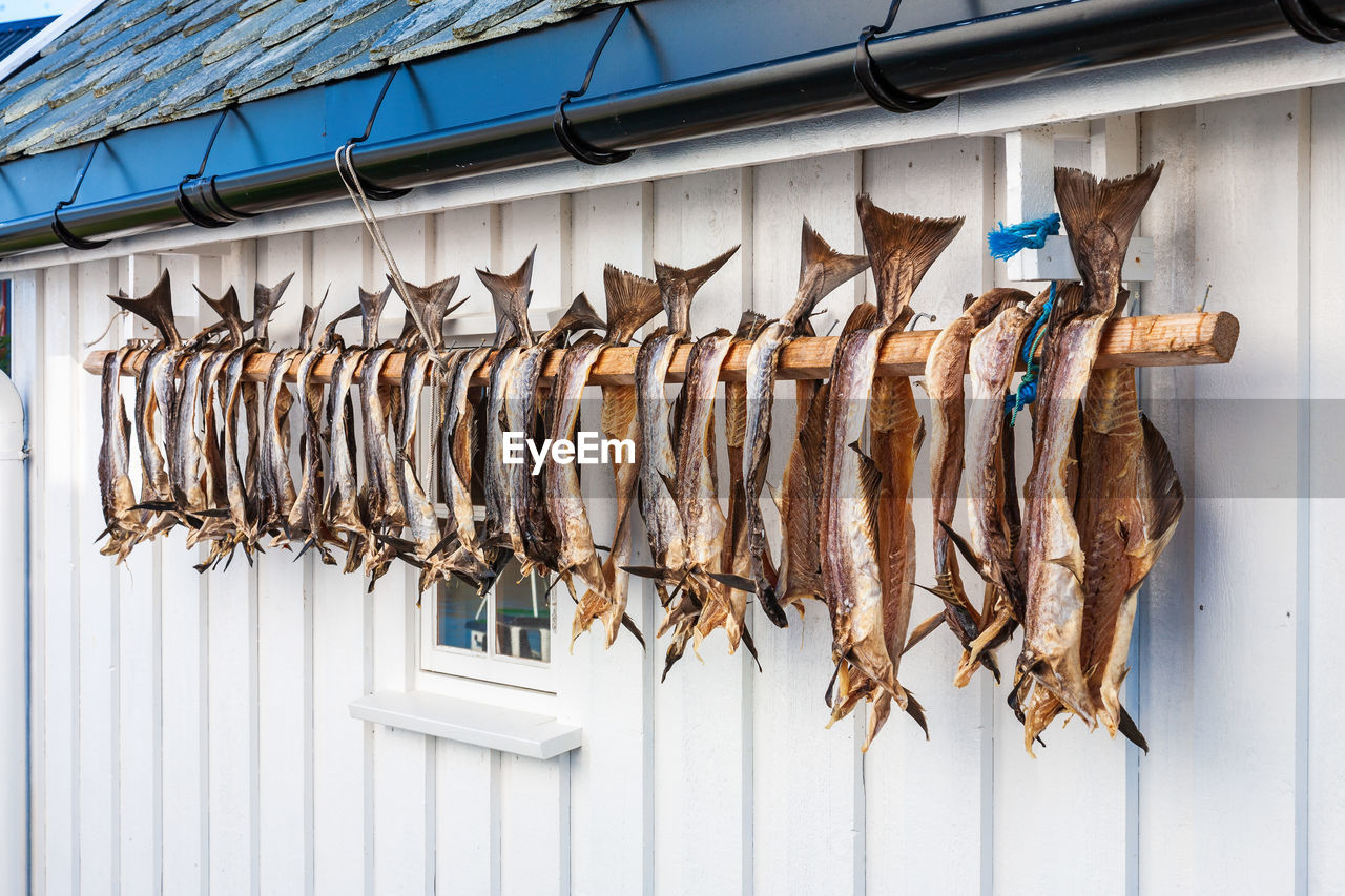 Dry stockfish hanging on a wall