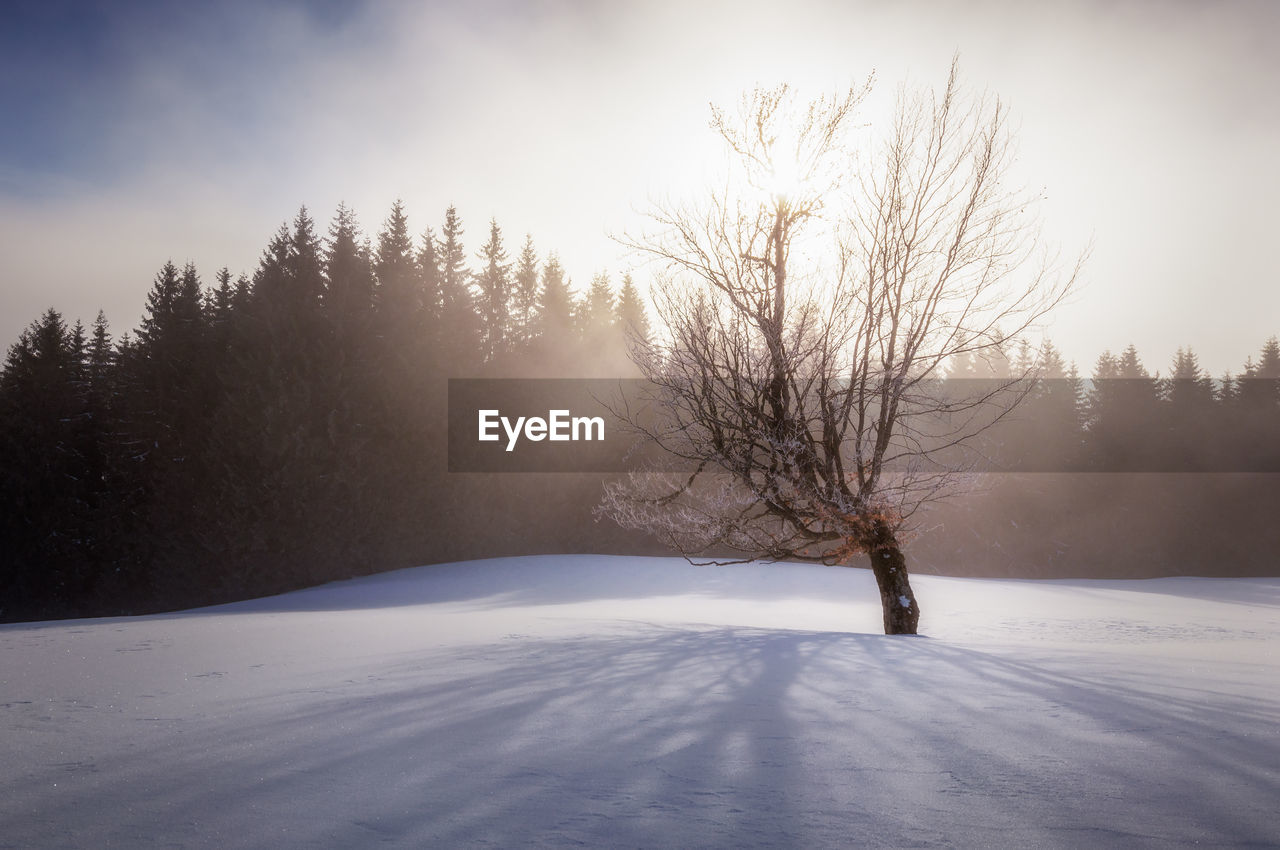 Bare trees on snow covered field against sky