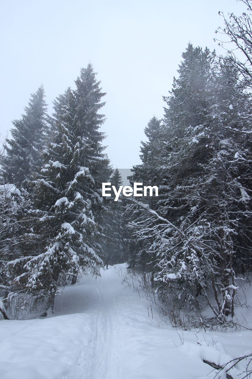 SNOW COVERED PINE TREES AGAINST SKY