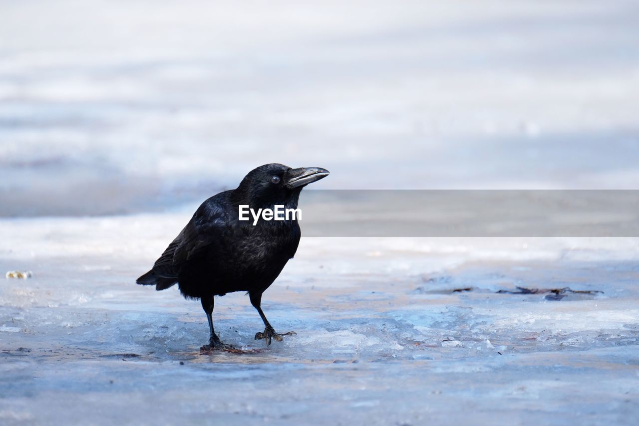 Crow on ice