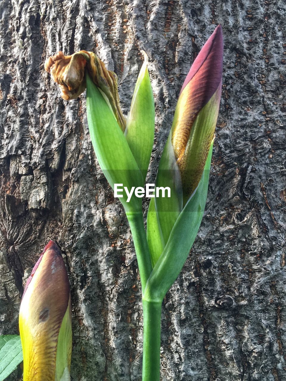 CLOSE-UP OF GREEN FLOWER PLANT