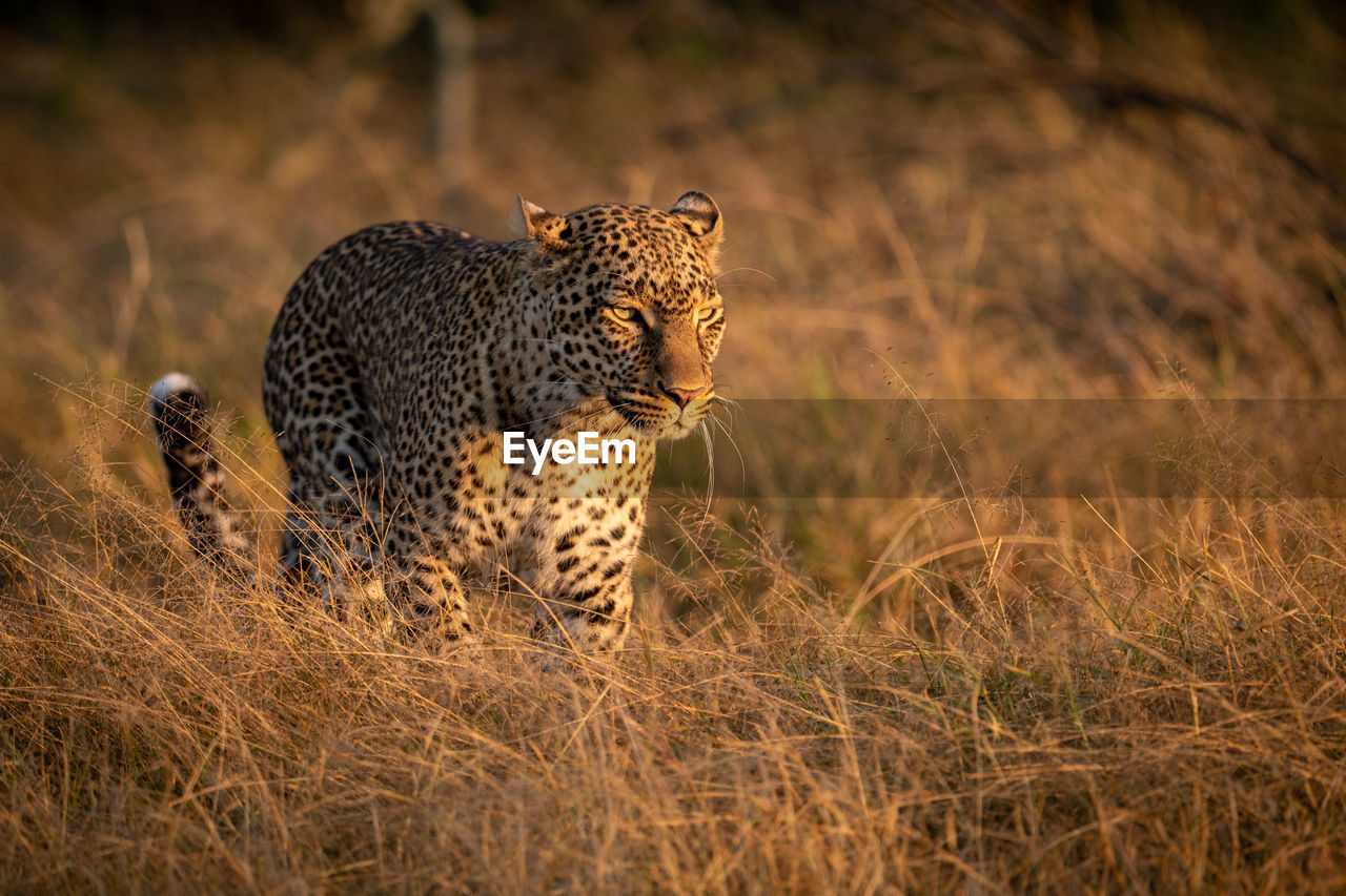 Leopard walks in long grass at dawn