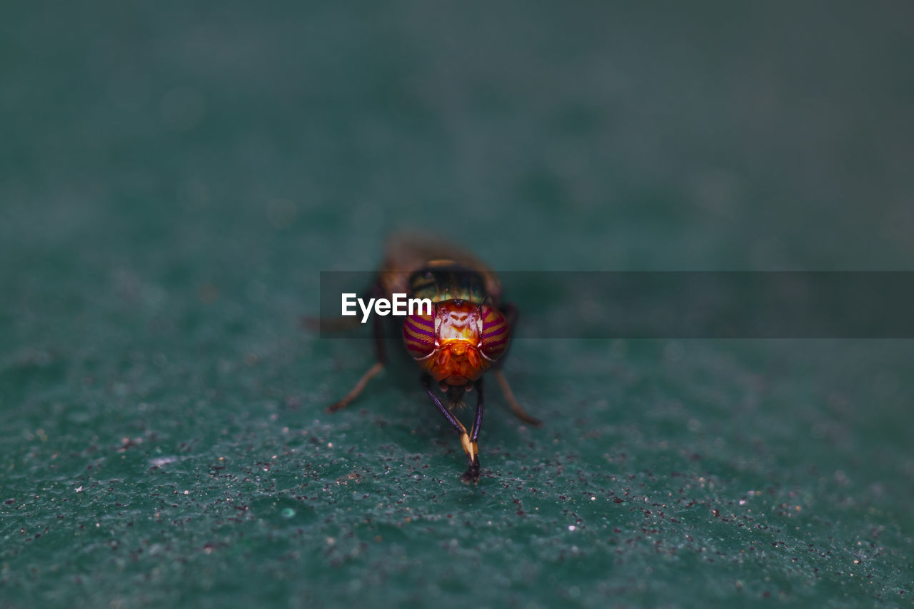 CLOSE-UP OF BUG ON A LAND