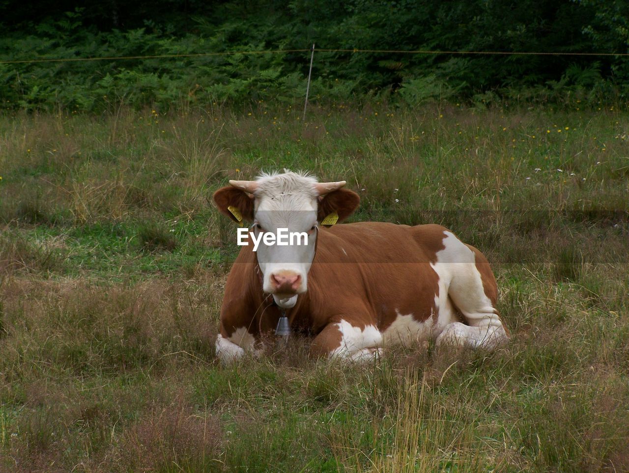 Cow sitting in field