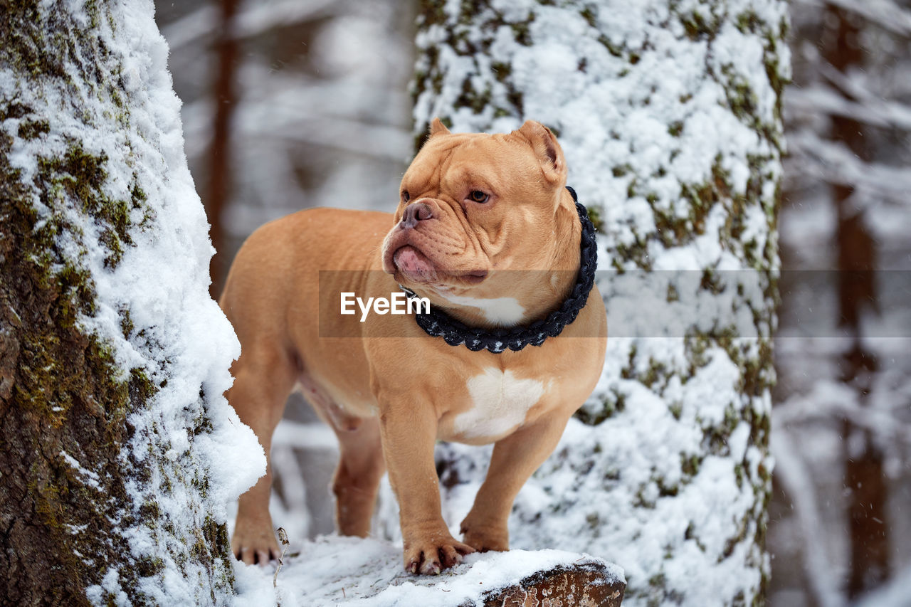 dog running on snow covered field during winter