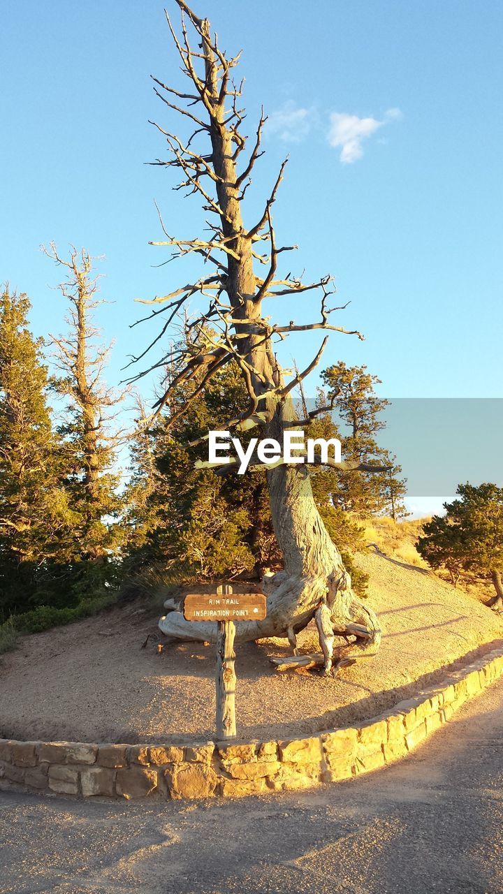 TREES GROWING IN SUNLIGHT