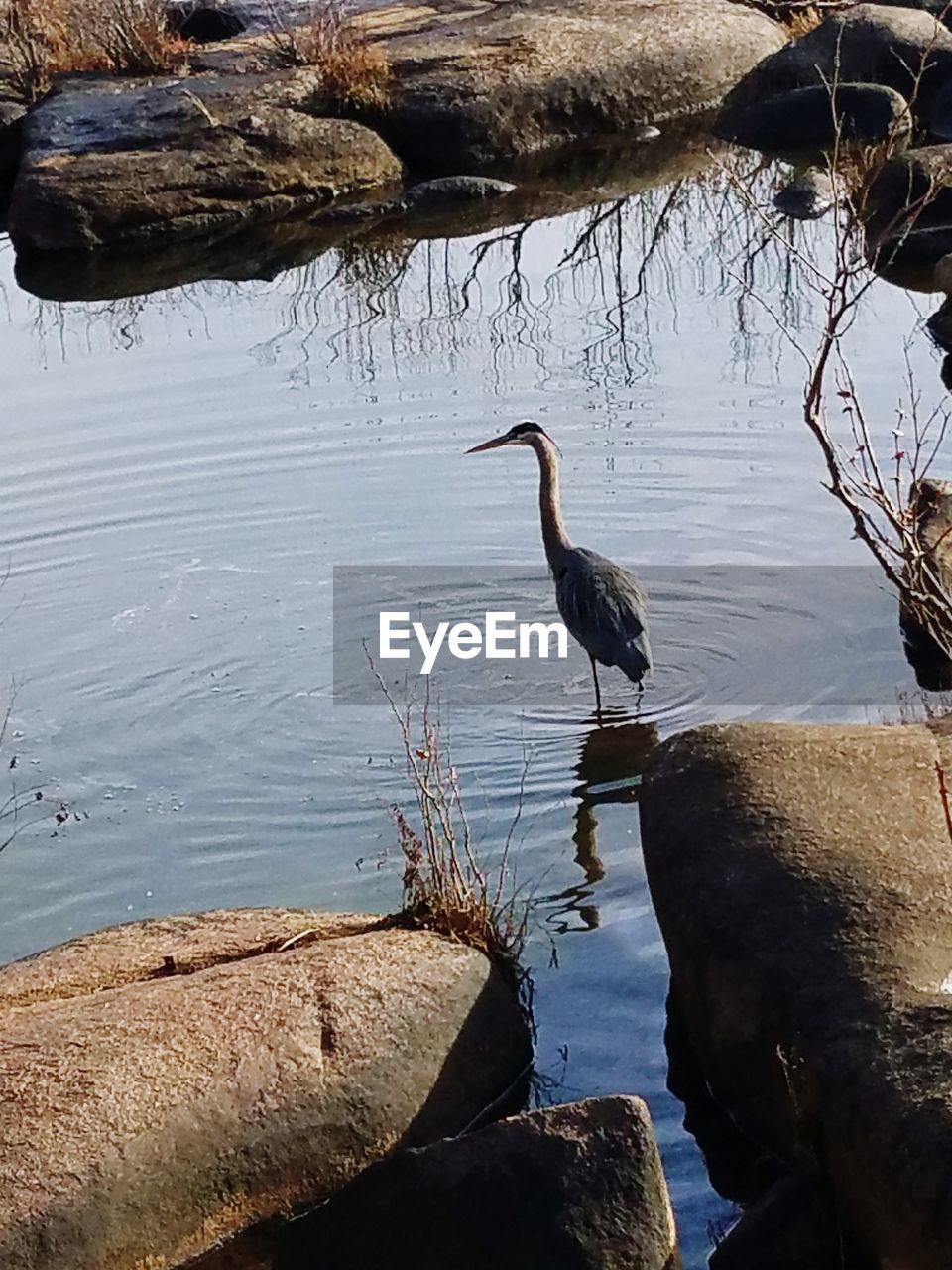 GRAY HERON PERCHING ON ROCK IN LAKE