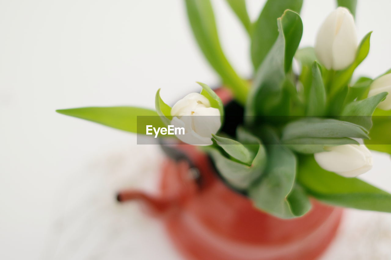 Close-up of white tulips in vase on table