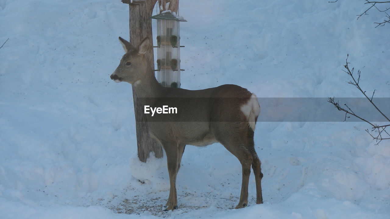 Deer standing on snow field during winter