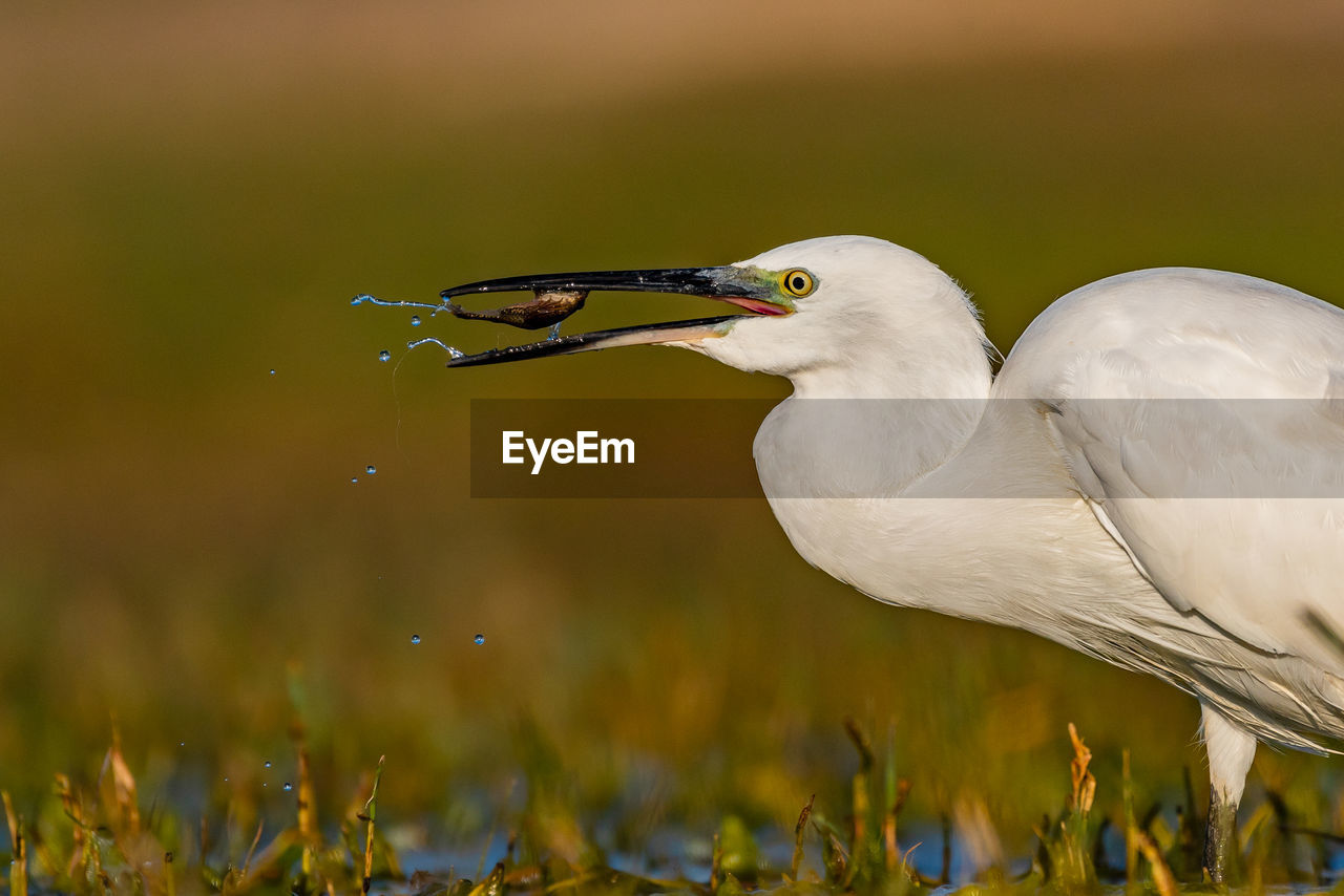 CLOSE-UP OF A BIRD IN A FIELD