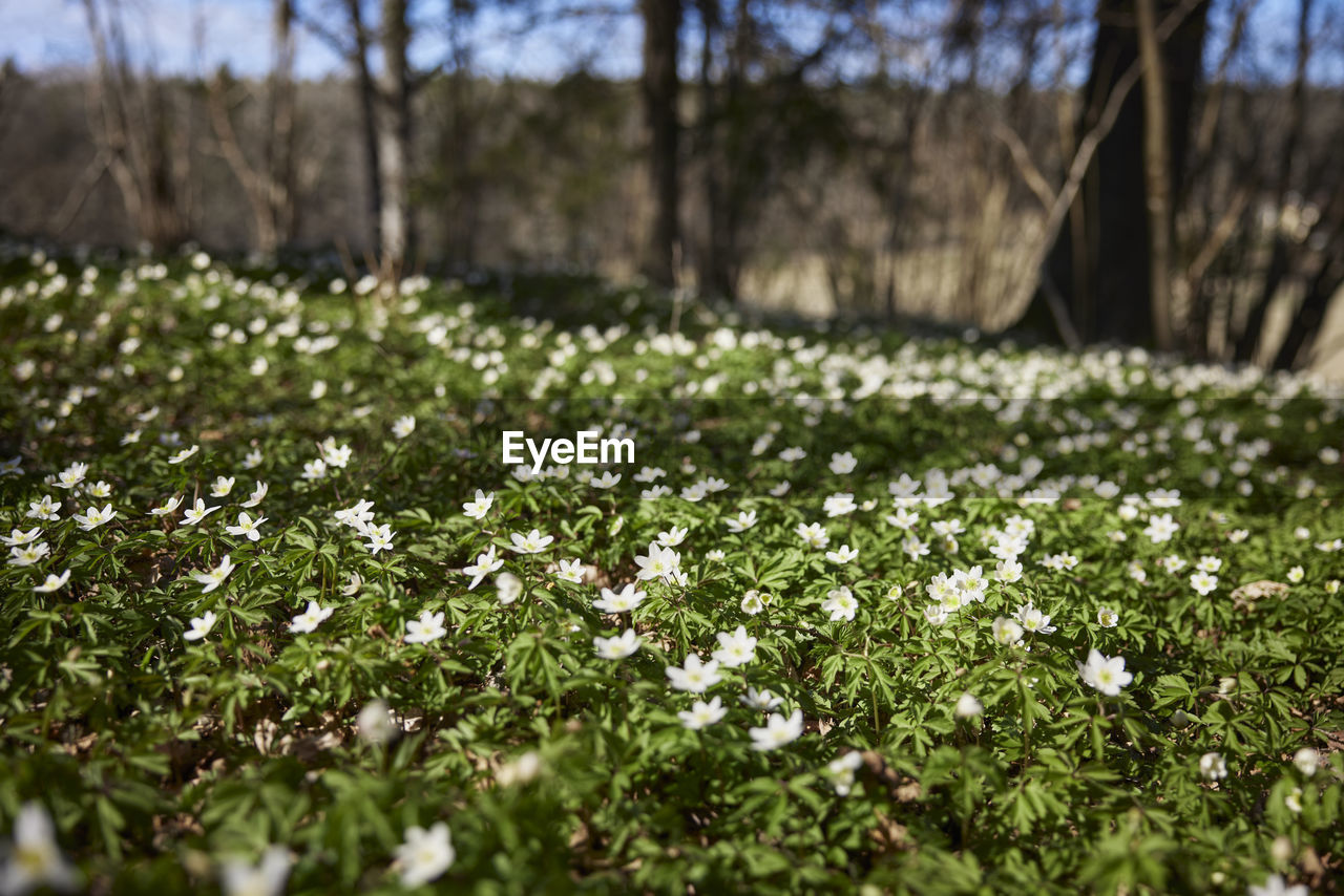 Wood anemones in bloom