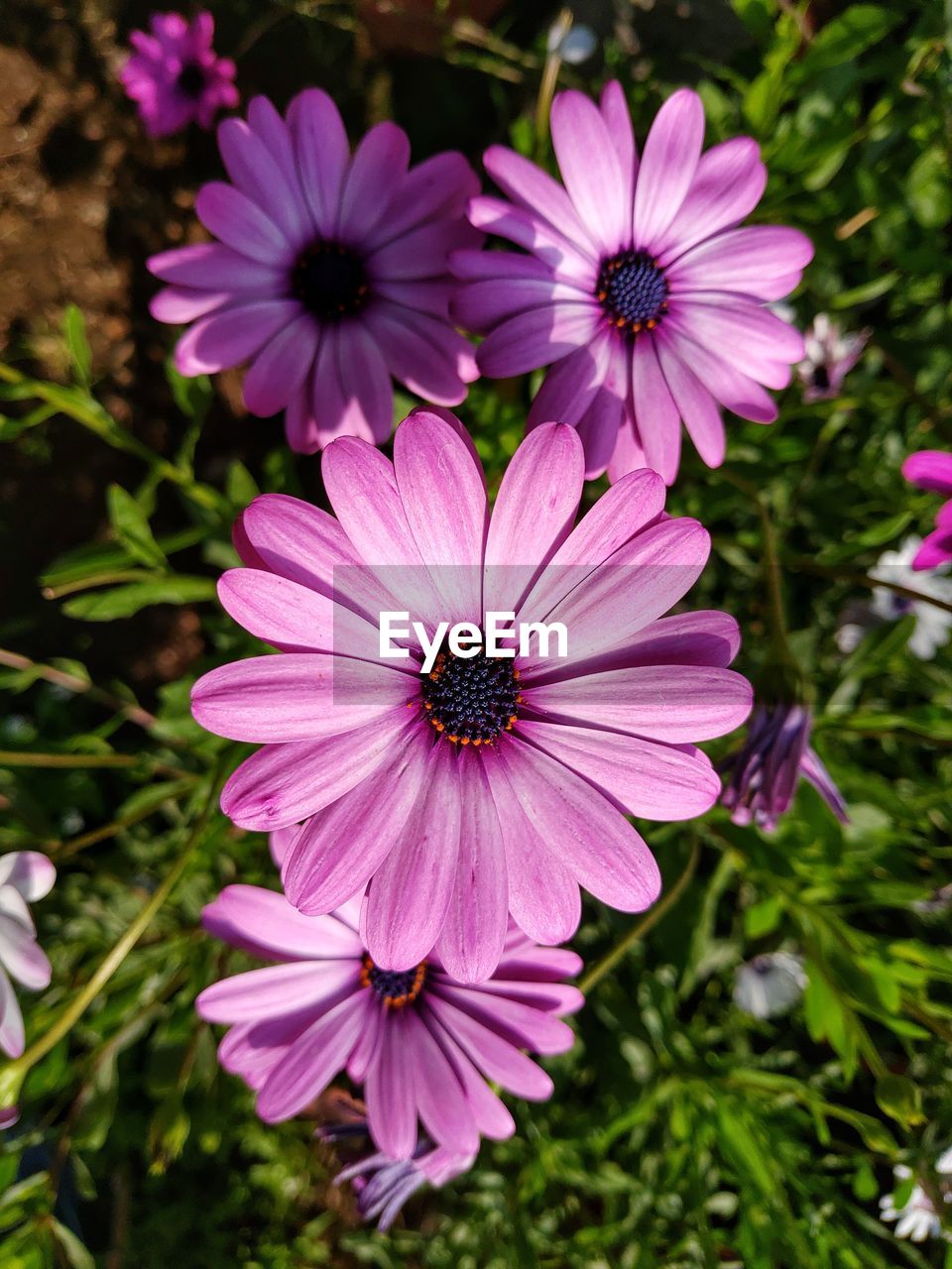 Close-up of pink flowers