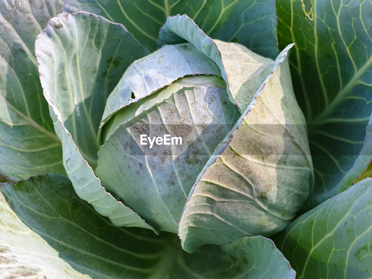 Close-up of fresh green cabbage in field 