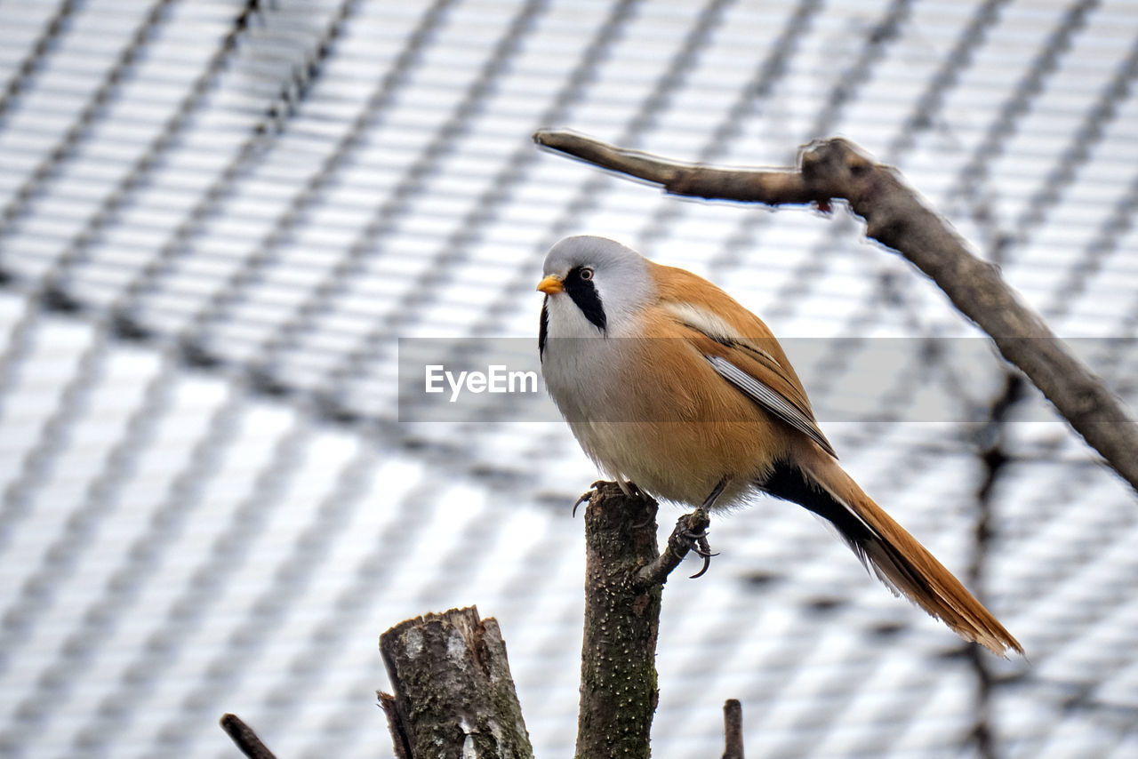 CLOSE-UP OF BIRD PERCHING ON BRANCH