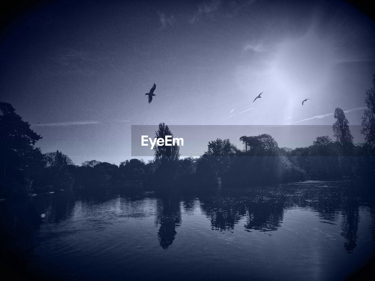 Reflection of tree in lake against bird flying