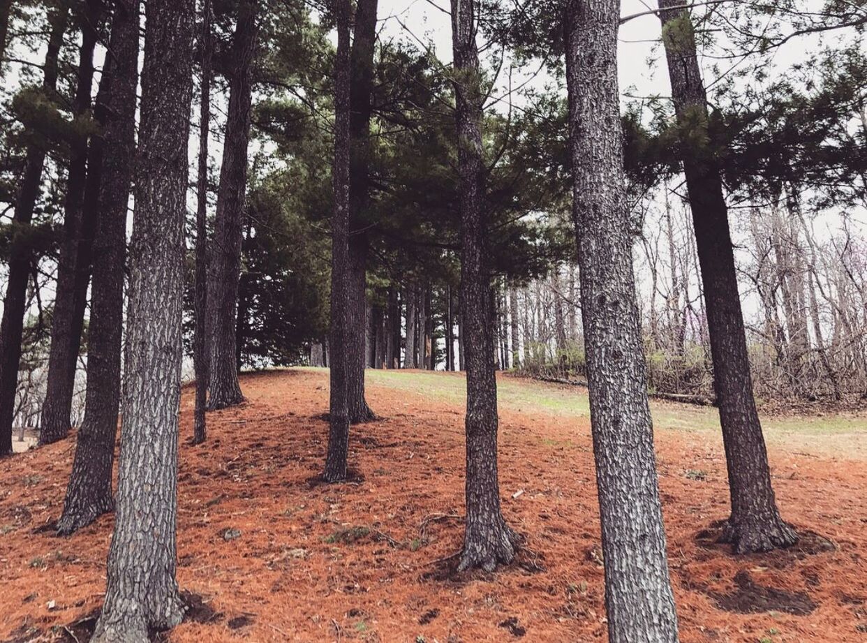 Trees in forest against sky