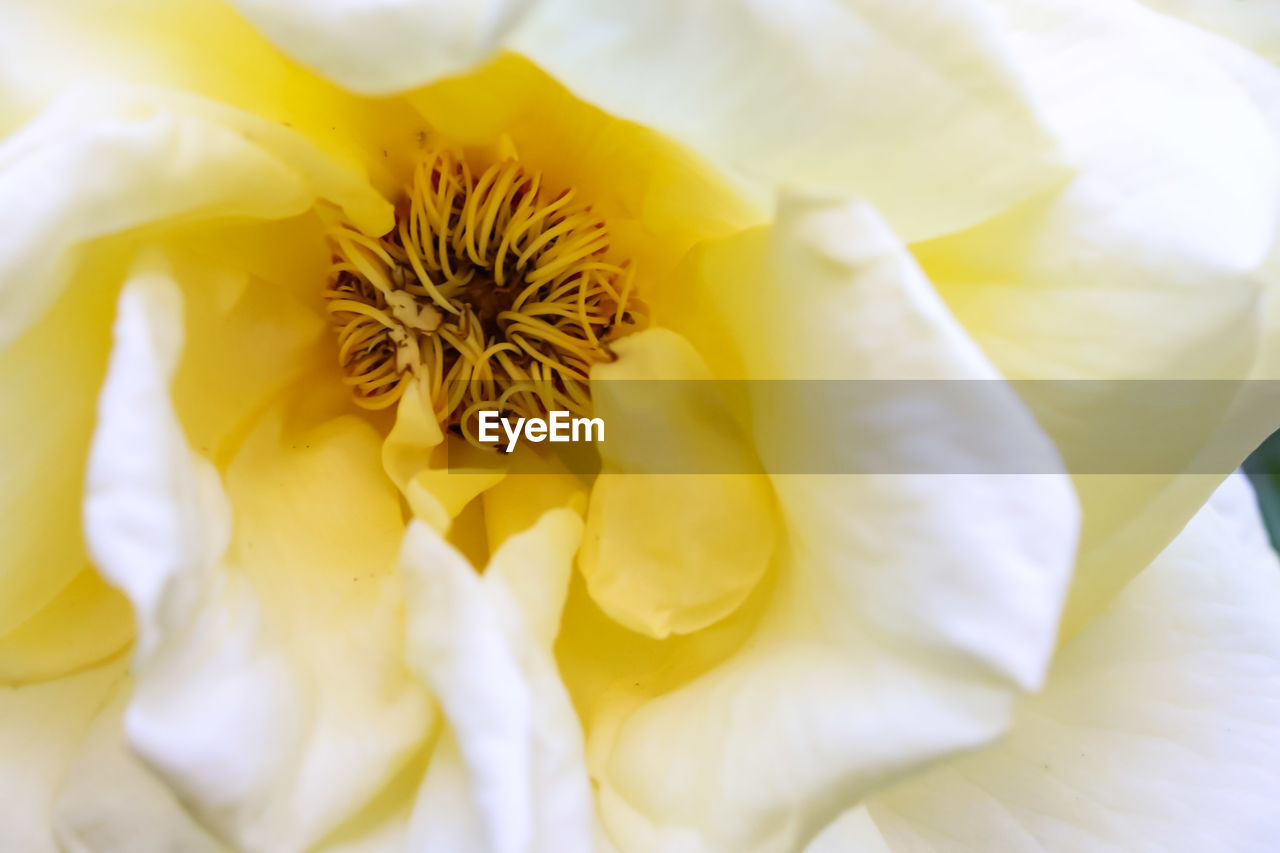 CLOSE-UP OF WHITE FLOWER