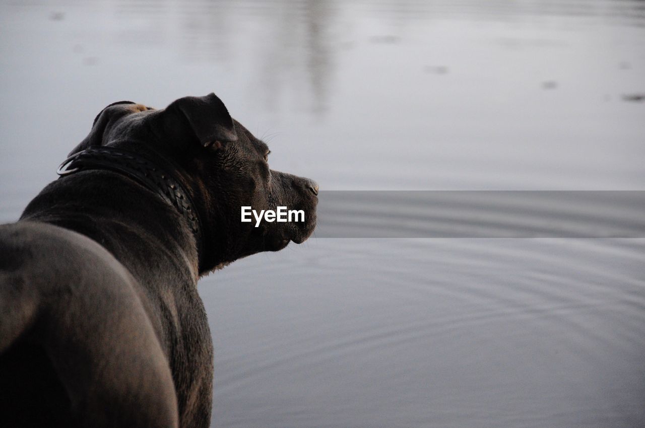 Close-up of dog by lake