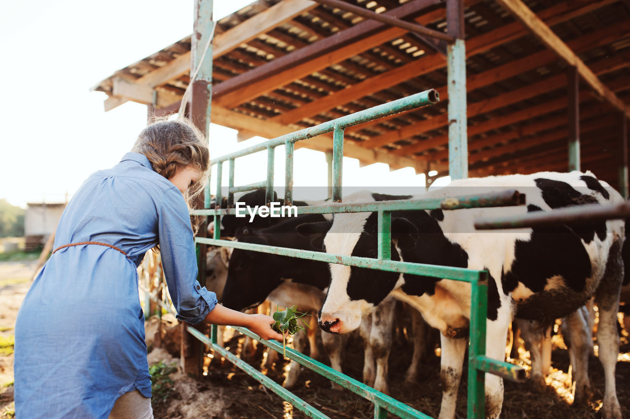 Side view of girl feeding cows in farm