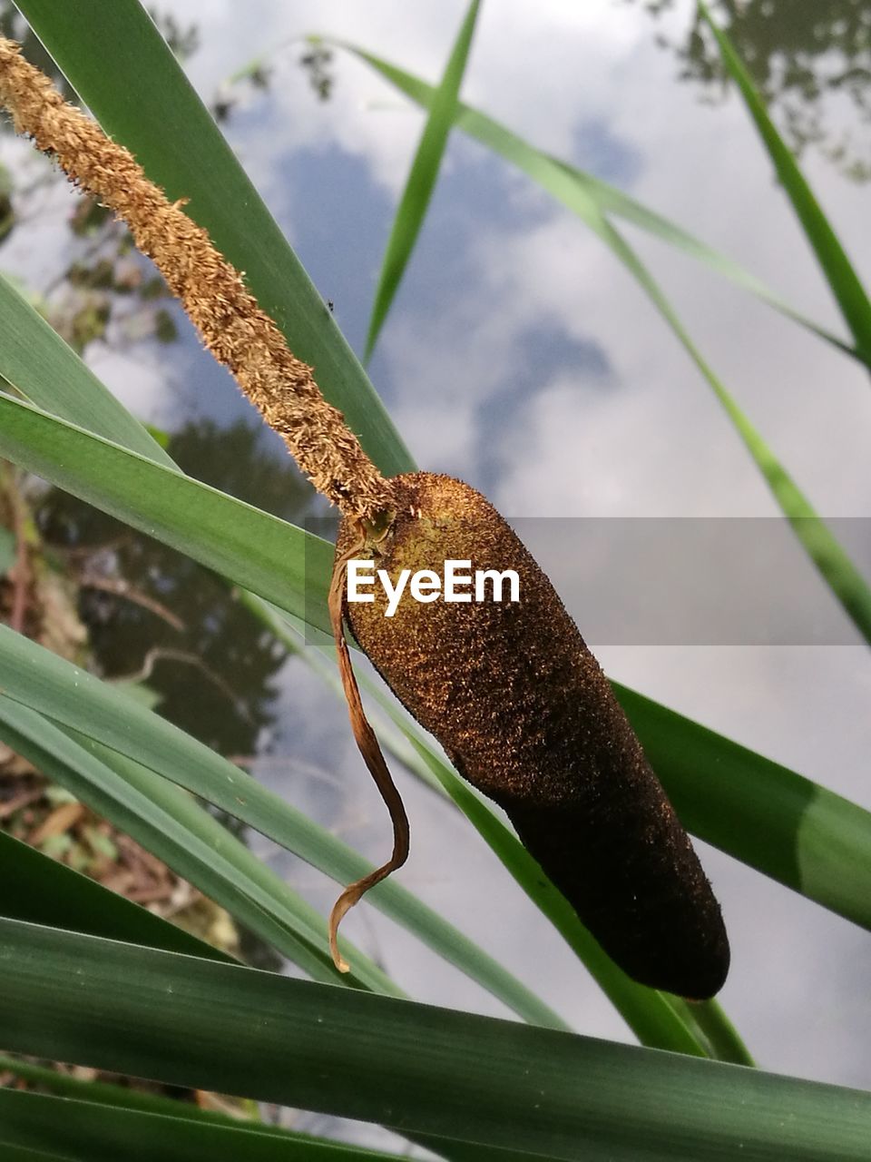 CLOSE-UP OF A PLANT