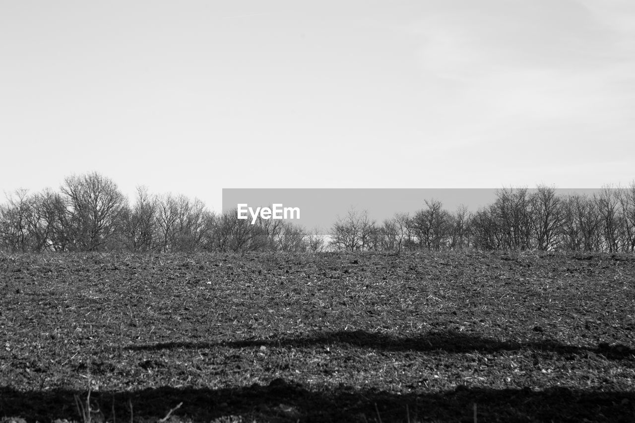 TREES ON FIELD AGAINST SKY