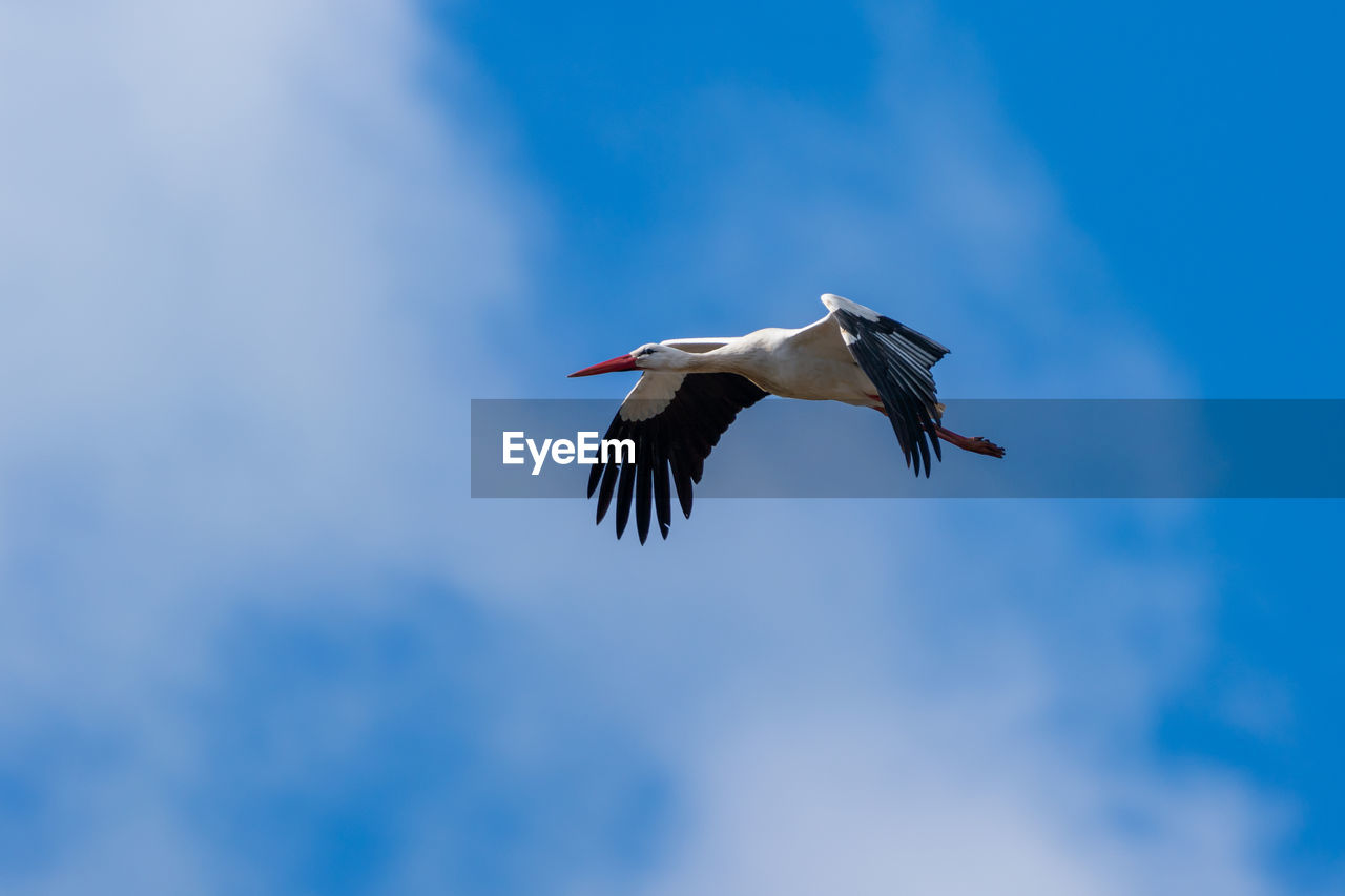 Low angle view of stork bird flying