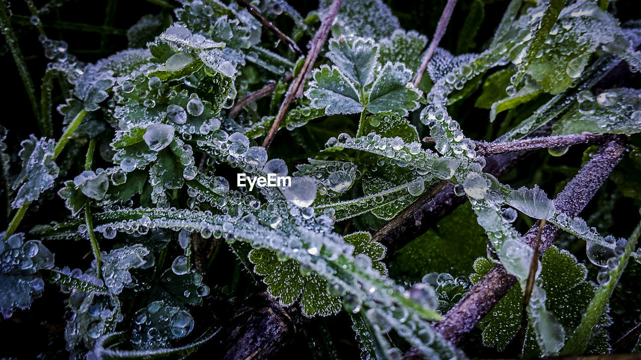 CLOSE-UP OF FROZEN PLANT WITH FROST