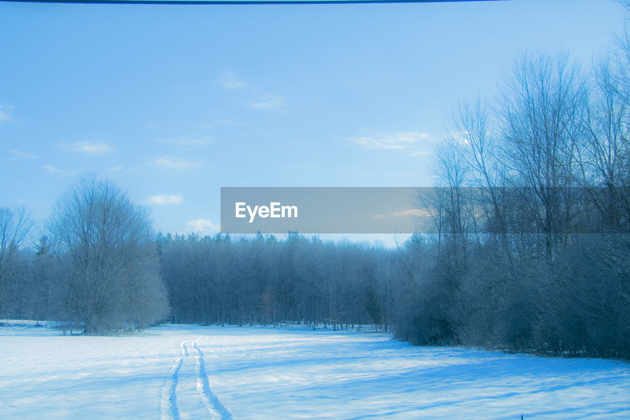 SCENIC VIEW OF TREES AGAINST BLUE SKY