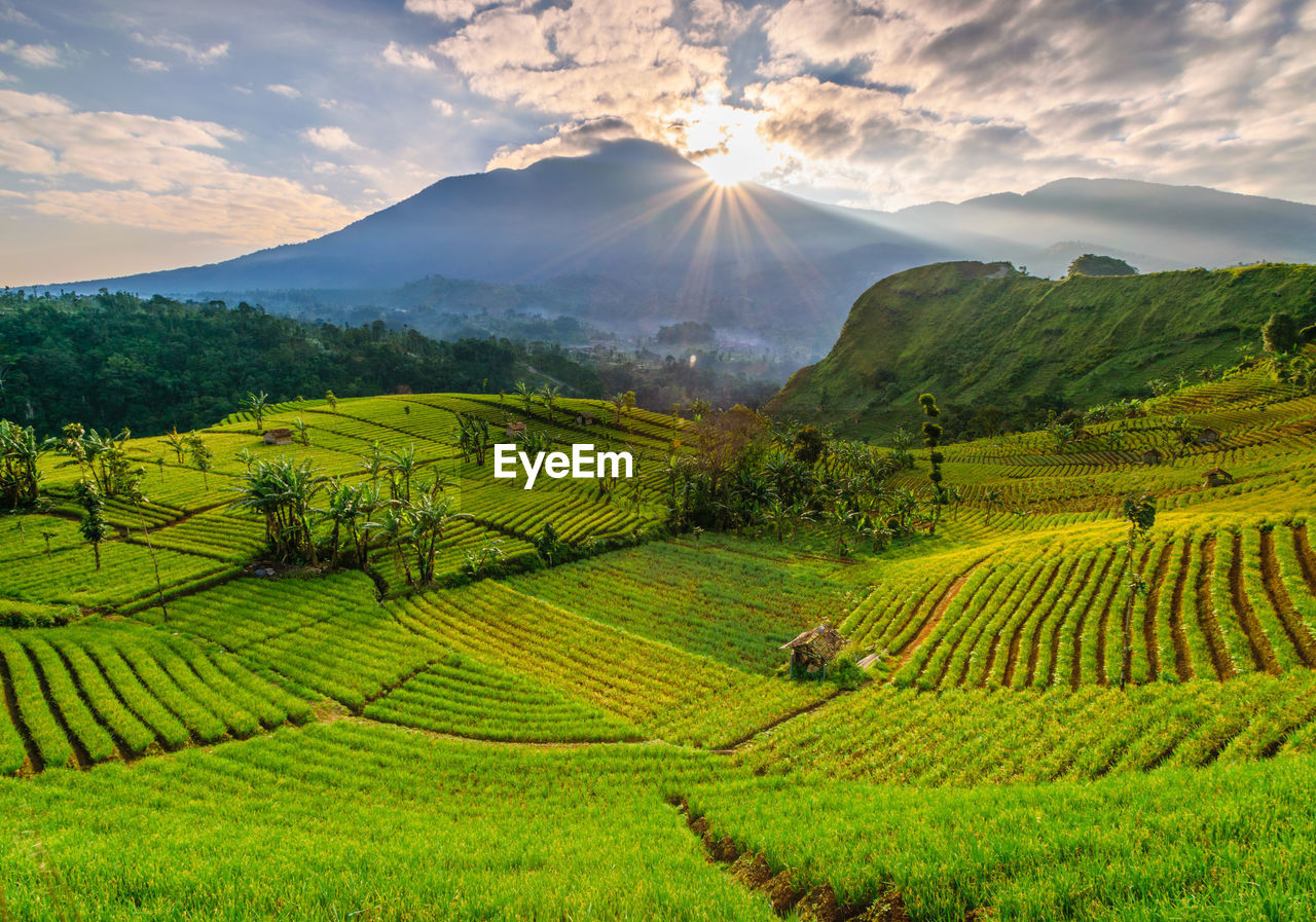 Scenic view of agricultural field against sky