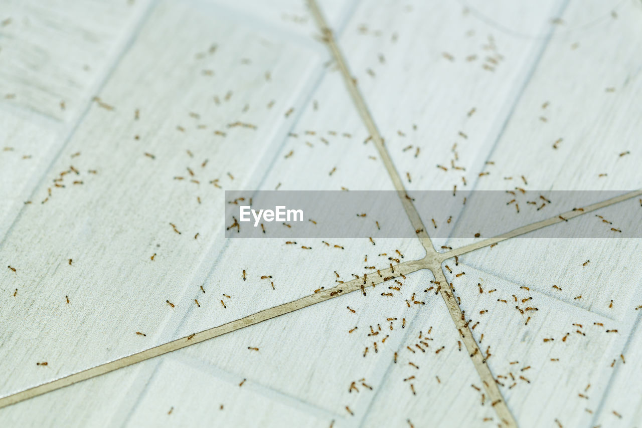 HIGH ANGLE VIEW OF DRY LEAF ON TABLE