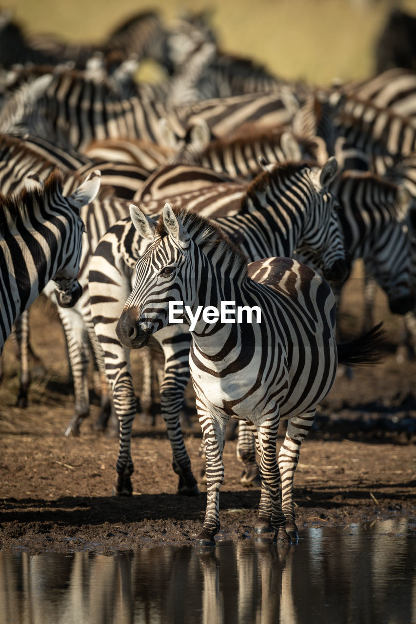 Plains zebra stands by puddle eyeing camera