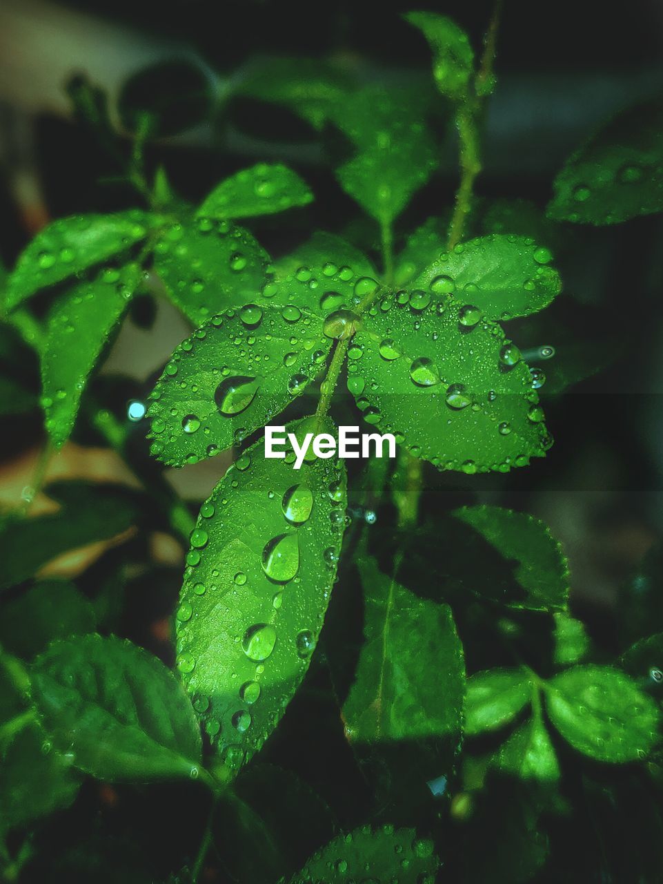 CLOSE-UP OF WATER DROPS ON LEAVES