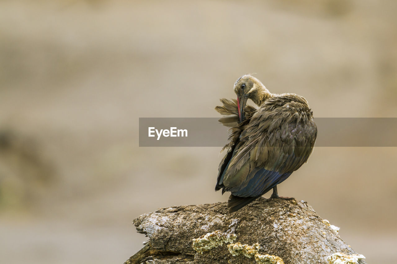 CLOSE-UP OF A BIRD PERCHING ON ROCK