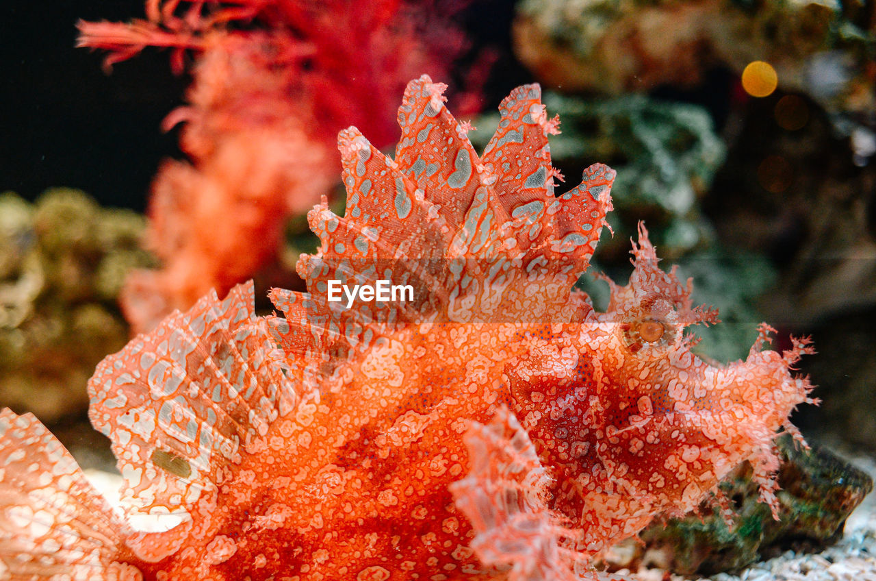 CLOSE-UP OF CORAL PLANTS