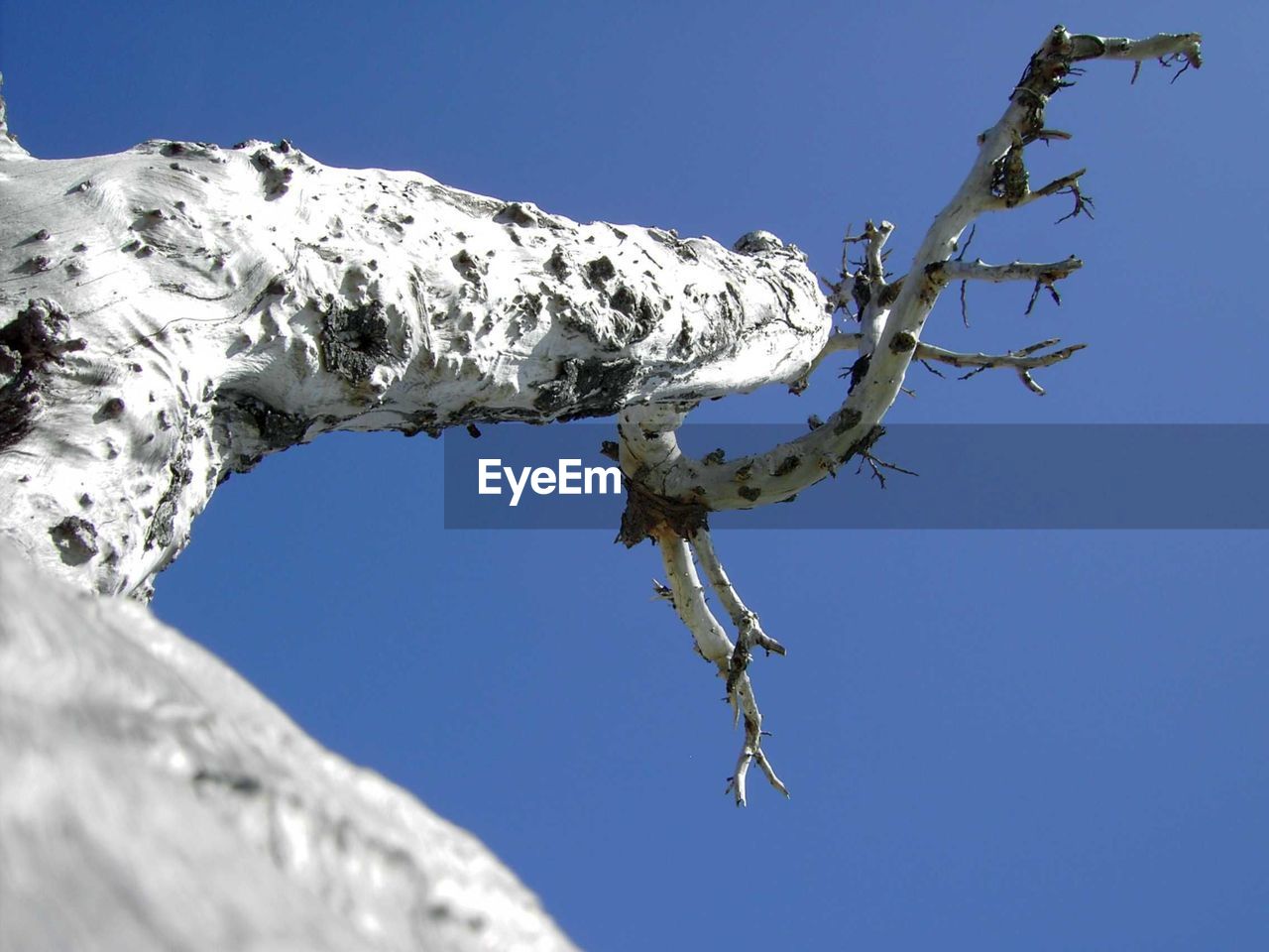 LOW ANGLE VIEW OF ICICLES AGAINST CLEAR SKY