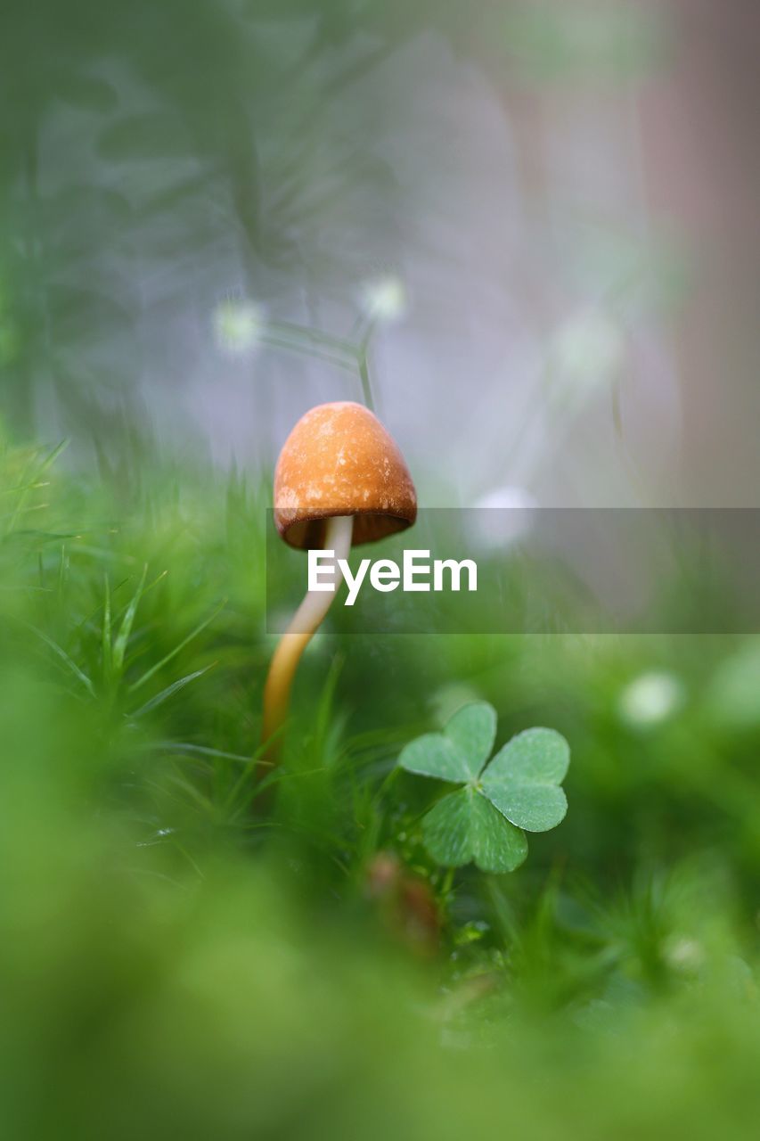 Close-up of mushroom growing on field