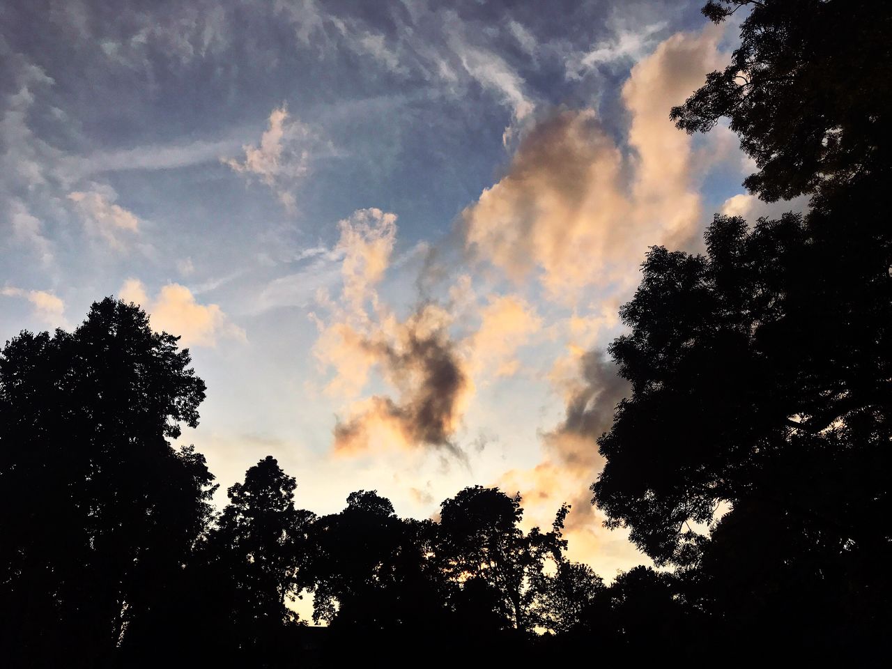 LOW ANGLE VIEW OF SILHOUETTE TREES AGAINST ORANGE SKY