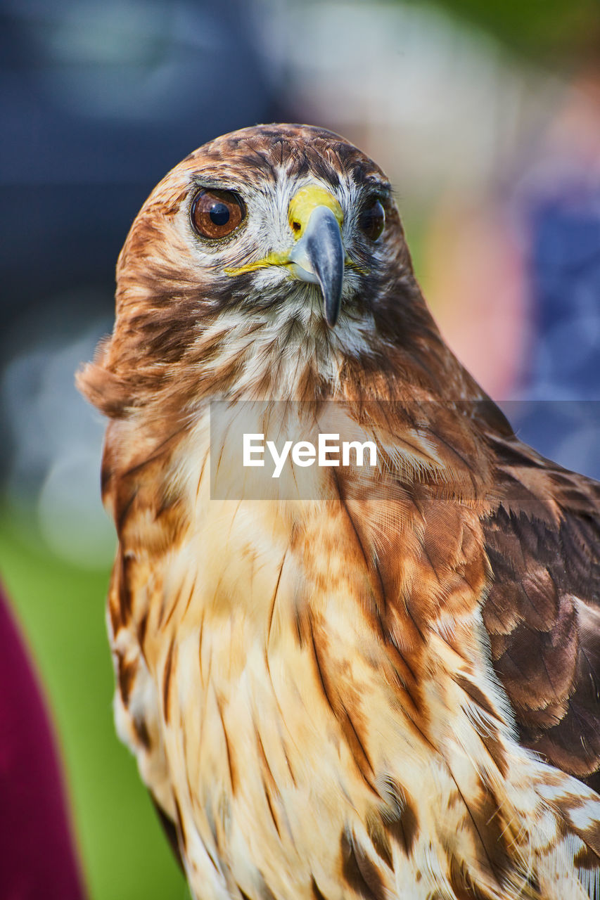 close-up portrait of eagle