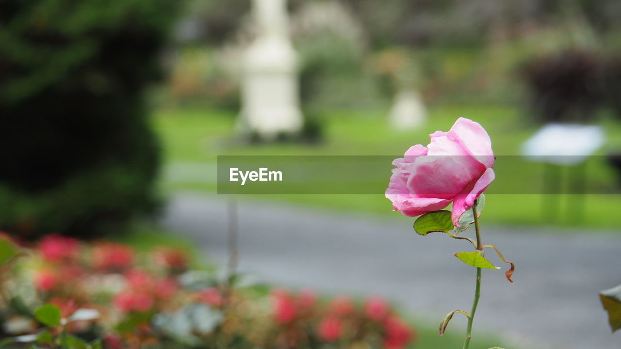 flower, plant, flowering plant, beauty in nature, freshness, pink, nature, petal, rose, fragility, flower head, close-up, inflorescence, blossom, focus on foreground, growth, no people, outdoors, day, springtime, leaf, garden roses, green, tulip, botany, garden, selective focus