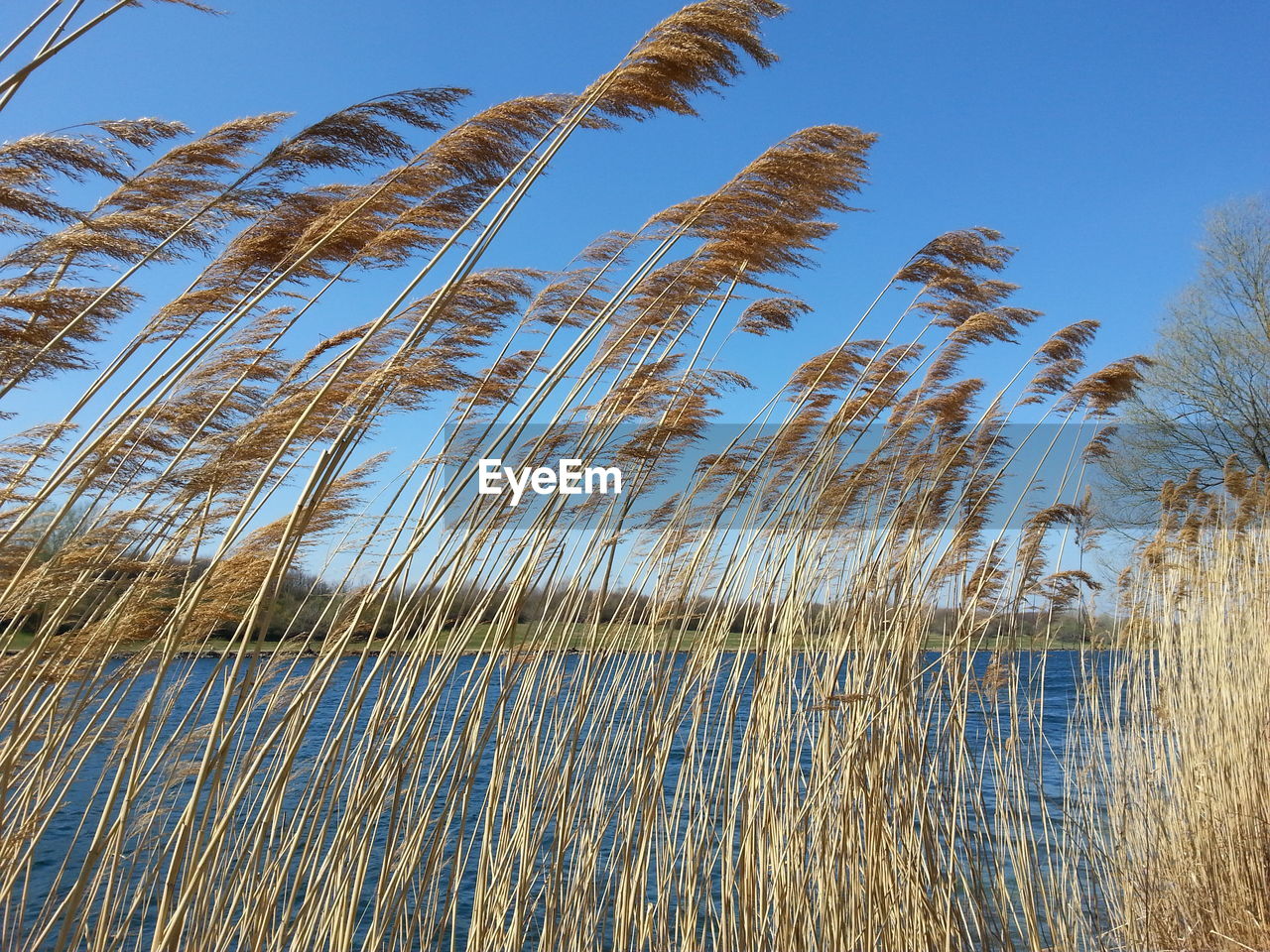 Pampas grass at riverbank against clear blue sky