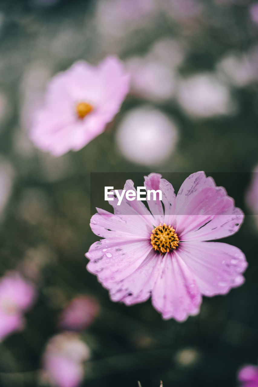 Close-up of pink cosmos flower