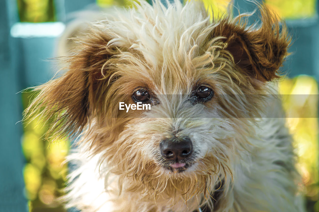 Close-up portrait of dog