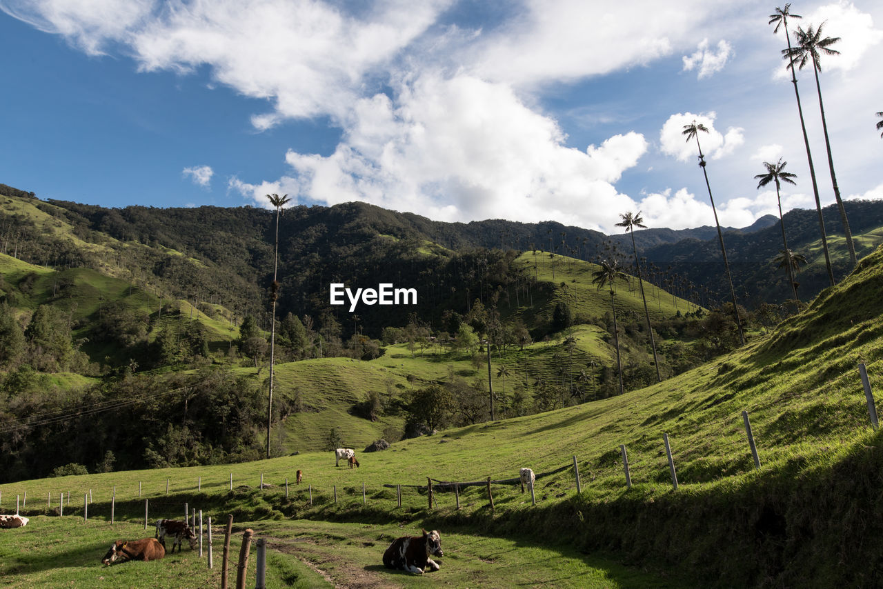 Cows on field at cocora valley