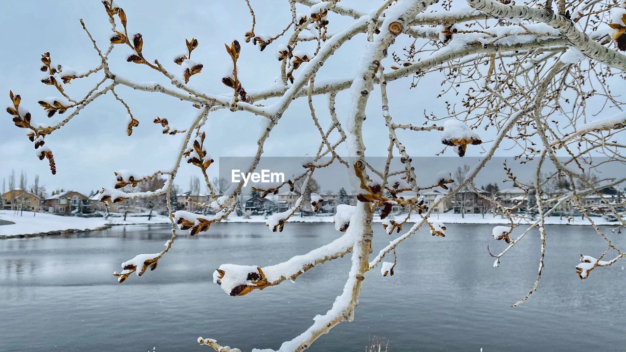 BIRDS IN LAKE